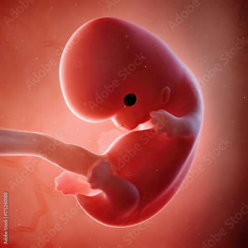 3d rendered medically accurate illustration of a fetus week 8