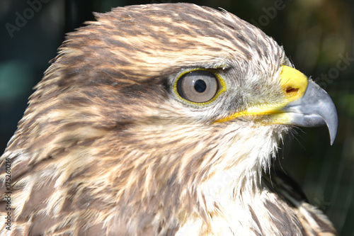 Hawk eye close-up