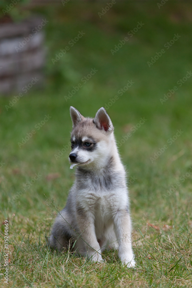 A grey and white miniature husky puppy sitting on green grass