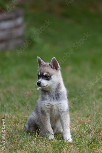 A grey and white miniature husky puppy sitting on green grass