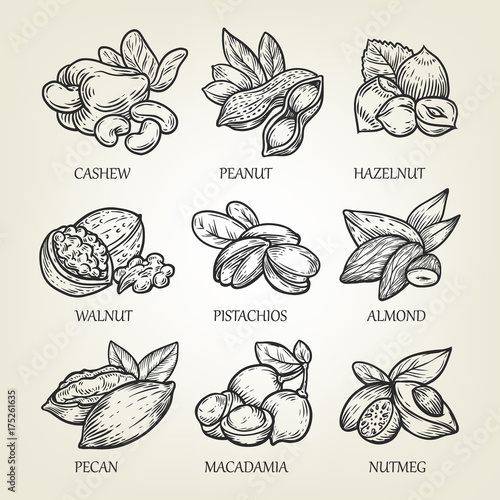 Sketch of different kinds of nuts. Vector illustration with isolated kernels collection.