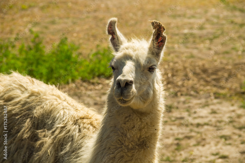 Obraz premium Portrait of a white lama