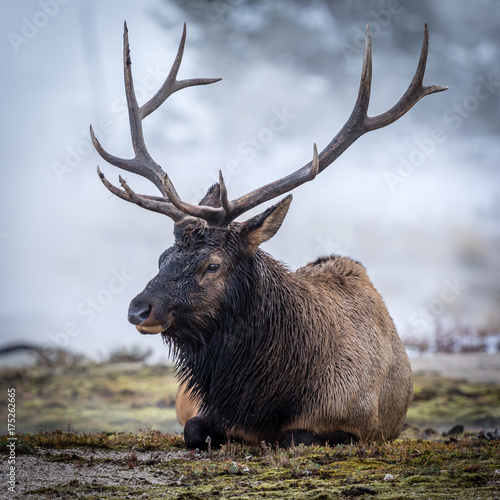 “Bull Elk” The steam vents of Yellowstone created the perfect backdrop for this portrait...