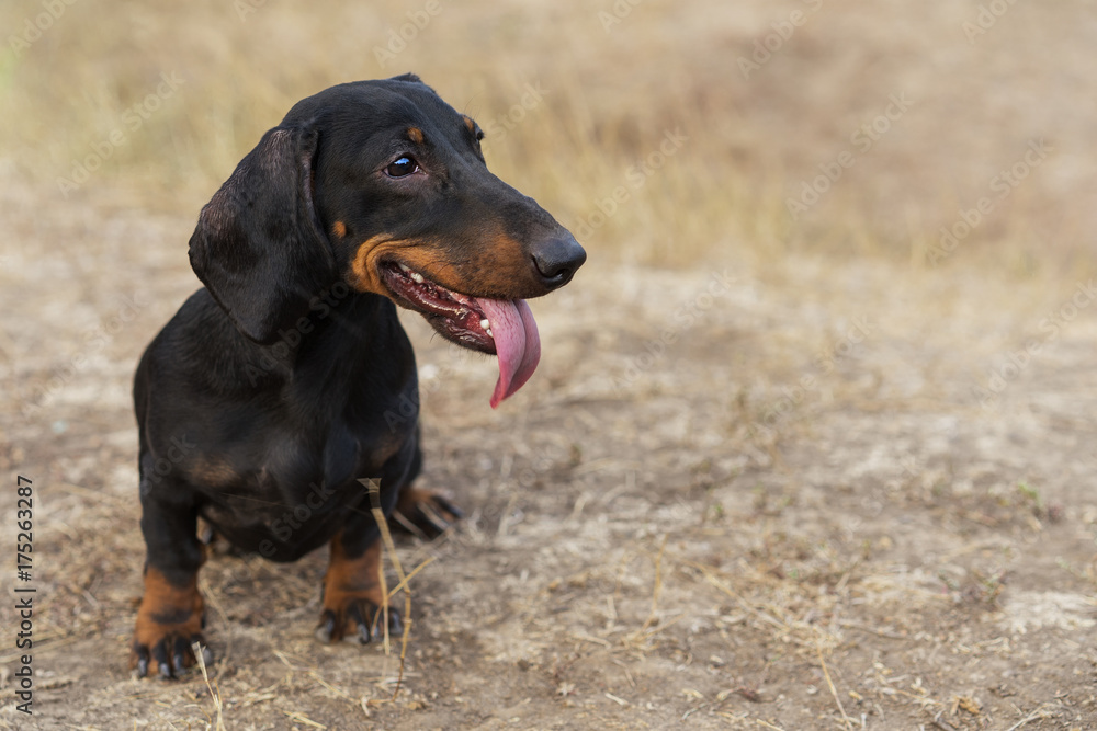 funny portrait of a dog (puppy) breed dachshund black tan,  in the green forest in the autumn park