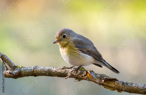 Red-breasted Flycatcher (Ficedula parva) bird female sitting on a branch