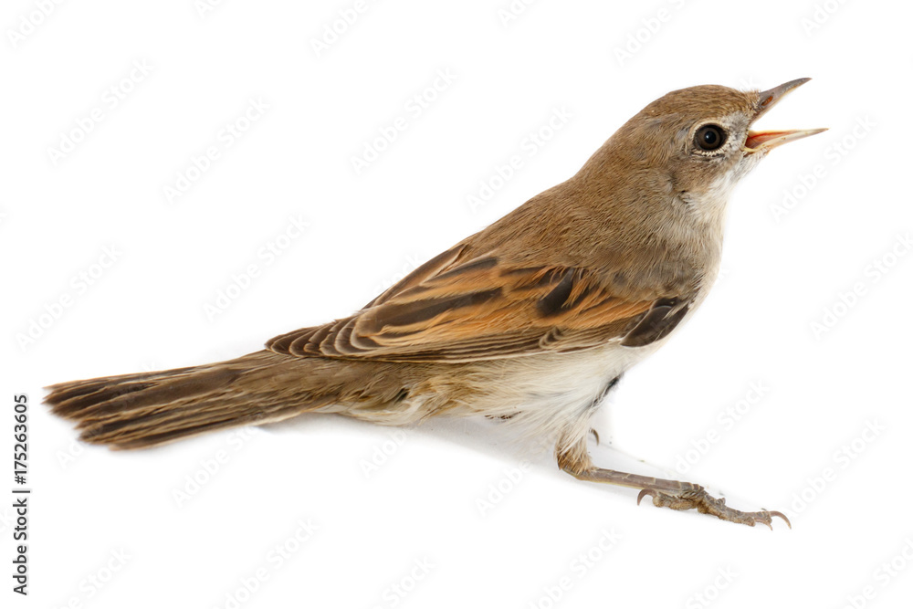 Fototapeta premium Whitethroat (Sylvia communis).