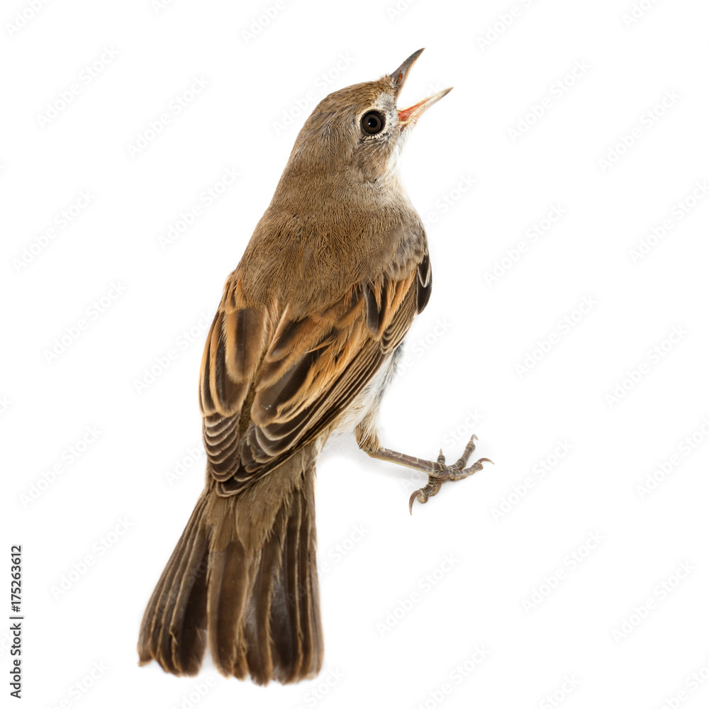 Fototapeta premium Whitethroat (Sylvia communis).