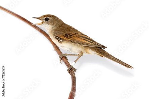 Whitethroat (Sylvia communis). photo