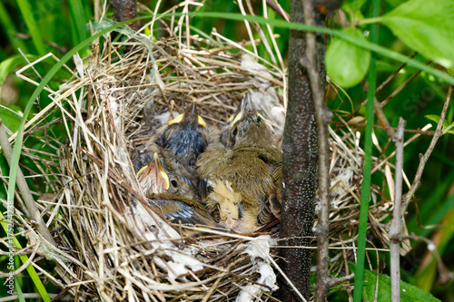 Sylvia communis. The nest of the Whitethroat in nature.