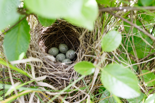 Wallpaper Mural Sylvia communis. The nest of the Whitethroat in nature. Torontodigital.ca