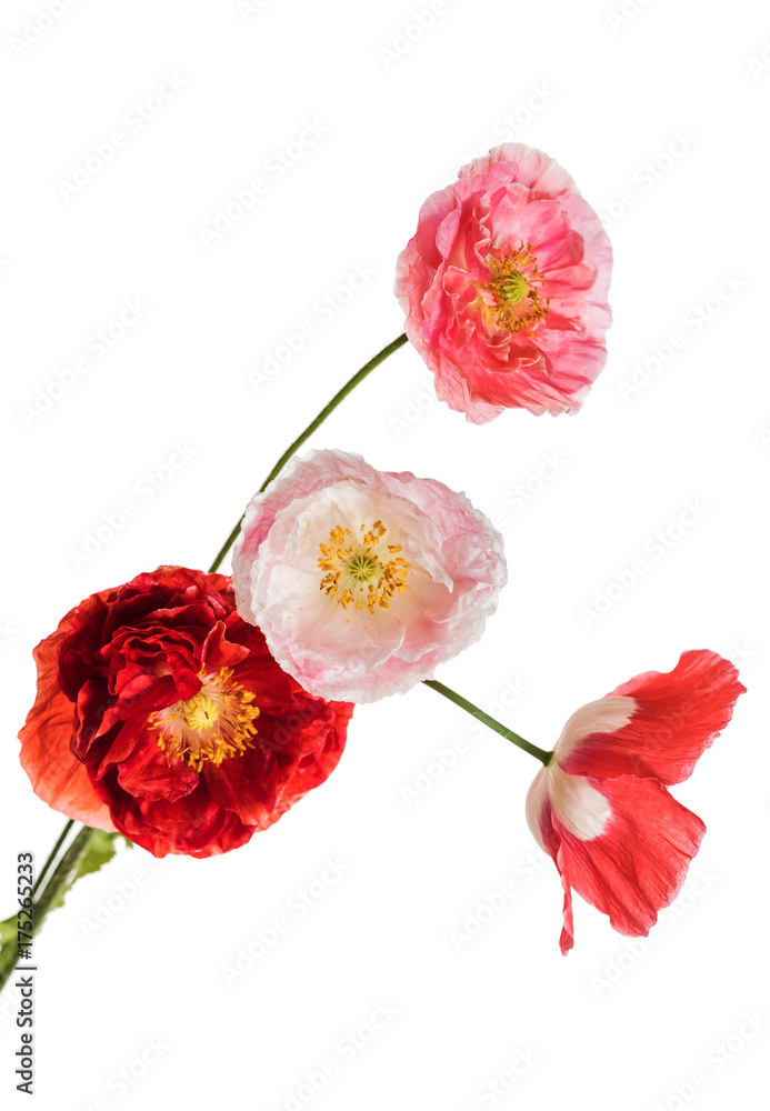 poppy flower poppy flower