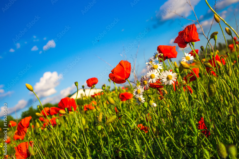 Obraz premium Field of poppies on a sunset