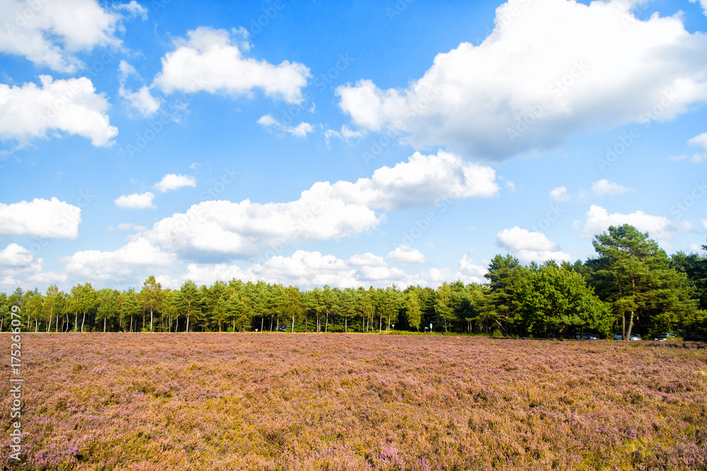 Heathland with flowering common heather