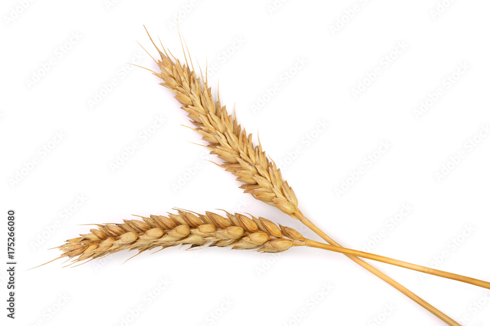 ears of wheat isolated on white background. Top view ears of wheat isolated on white background. Top view