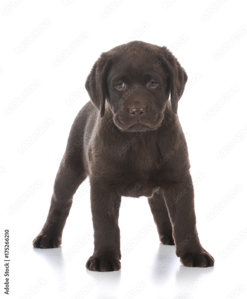 female labrador retriever