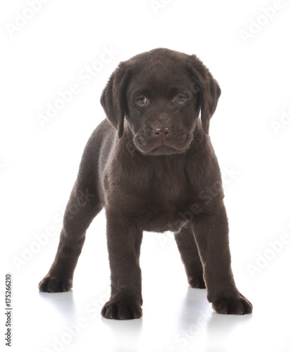 female labrador retriever