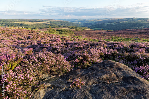 Colorful sunset over the moors with heather in bloom