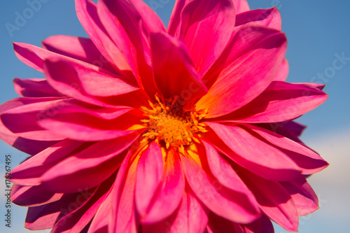 Fototapeta Naklejka Na Ścianę i Meble -  Dahila pink color