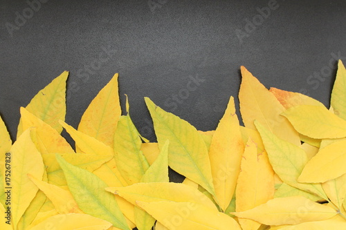 There are yellow fallen leaves on a black surface