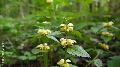 Yellow Deadnettle, Lamium Galeobdolon, in the forest. Shooting close up, static camera. photo