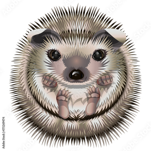 cartoon funny hedgehog