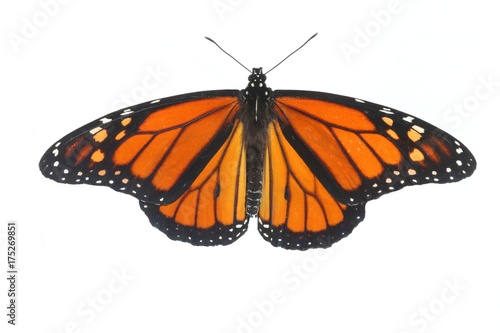 Male Monarch Butterfly (danaus plexippus) on White photo