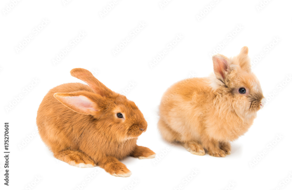 Naklejka premium red rabbit