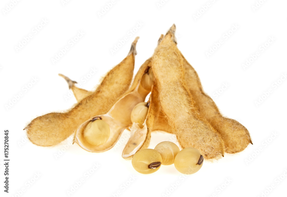 Soybean pods isolated on white background