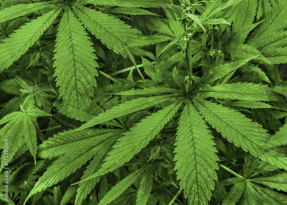 Marijuana Plants Detail Marijuana Plants Detail