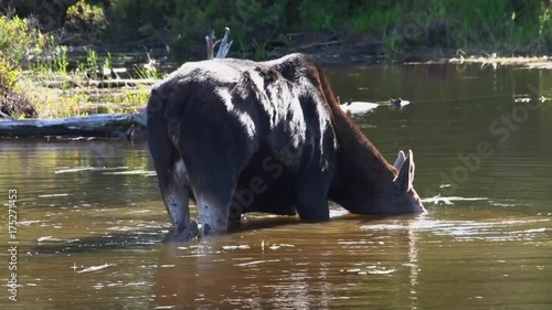 Moon drinks water from river, Maine