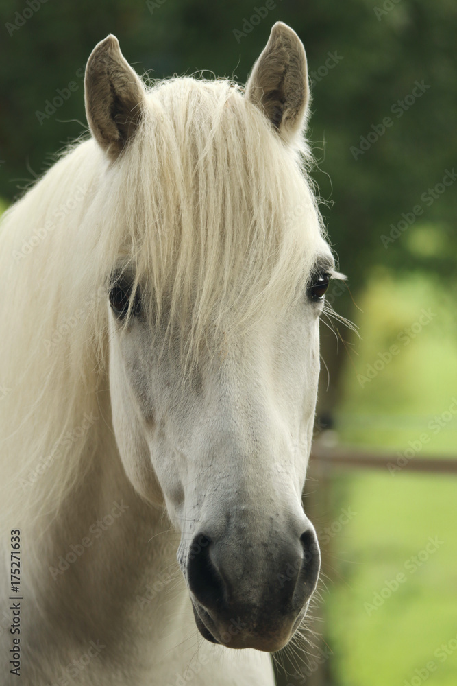 Fototapeta premium Pony, Portrait