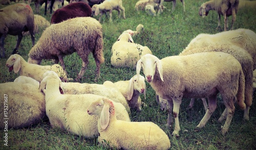 flock with many sheep grazing in the mountains