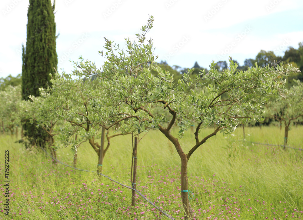 tuscan landscape with many green olive trees