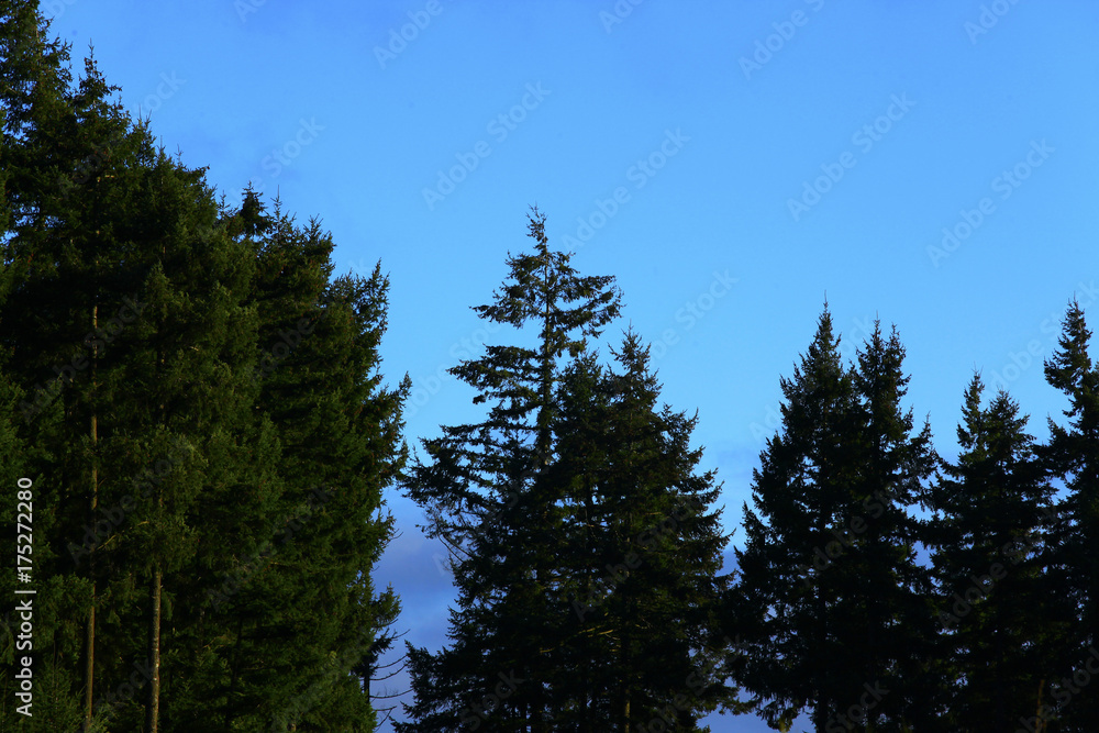 a picture of an Pacific Northwest forest of conifer trees