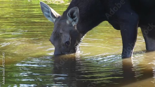 Maine, moose sticks head in river water