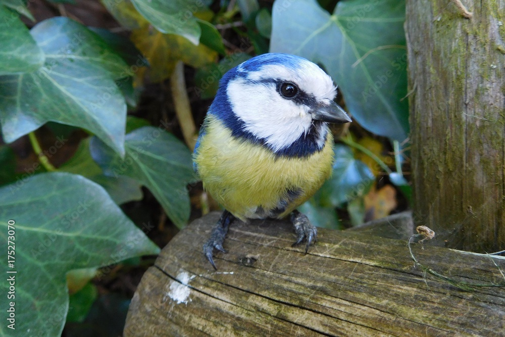 Obraz premium European blue tit