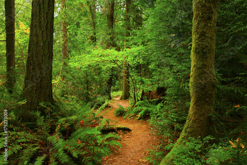 a picture of an Pacific Northwest forest trail