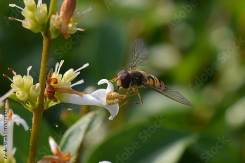 Hoverfly drinks nectar © Misha Werner