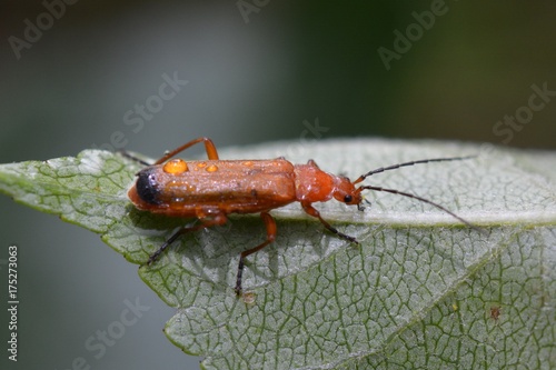 Commen red soldier beetle photo