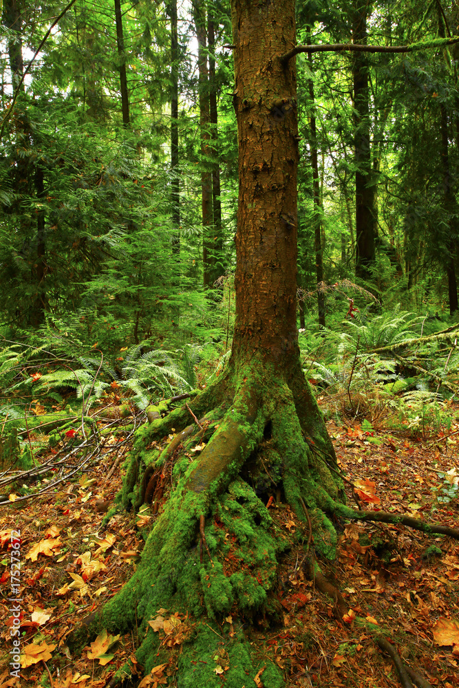 a picture of an Pacific Northwest forest with a young Hemlock tree a picture of an Pacific Northwest forest with a young Hemlock tree
