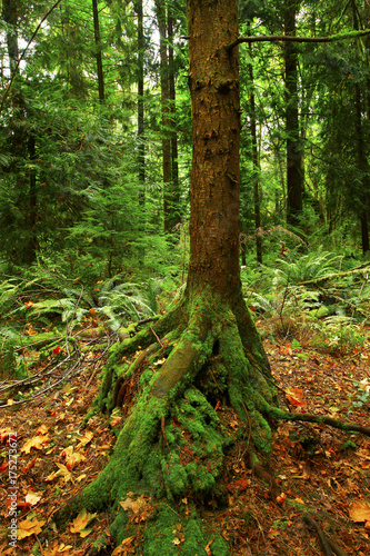 a picture of an Pacific Northwest forest with a young Hemlock tree 