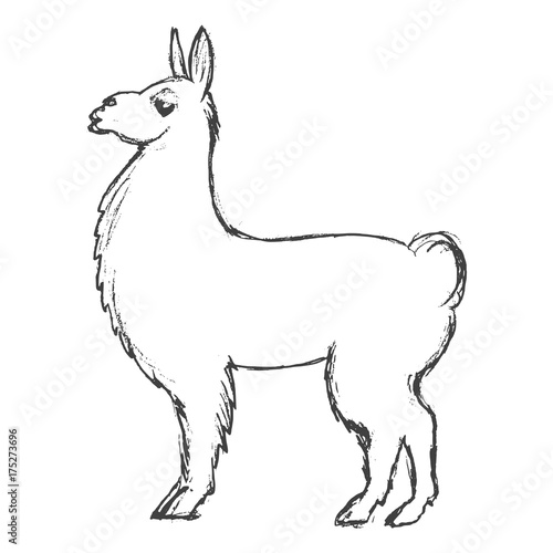 lama animal from South America