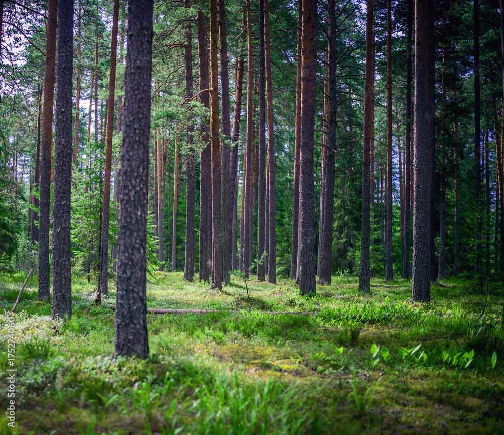 Obraz premium Forest outdoor landscape
