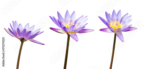 Purple lotus flower or water lily isolated on white background. Have clipping path easy for cut out. Flowers for Buddhism.