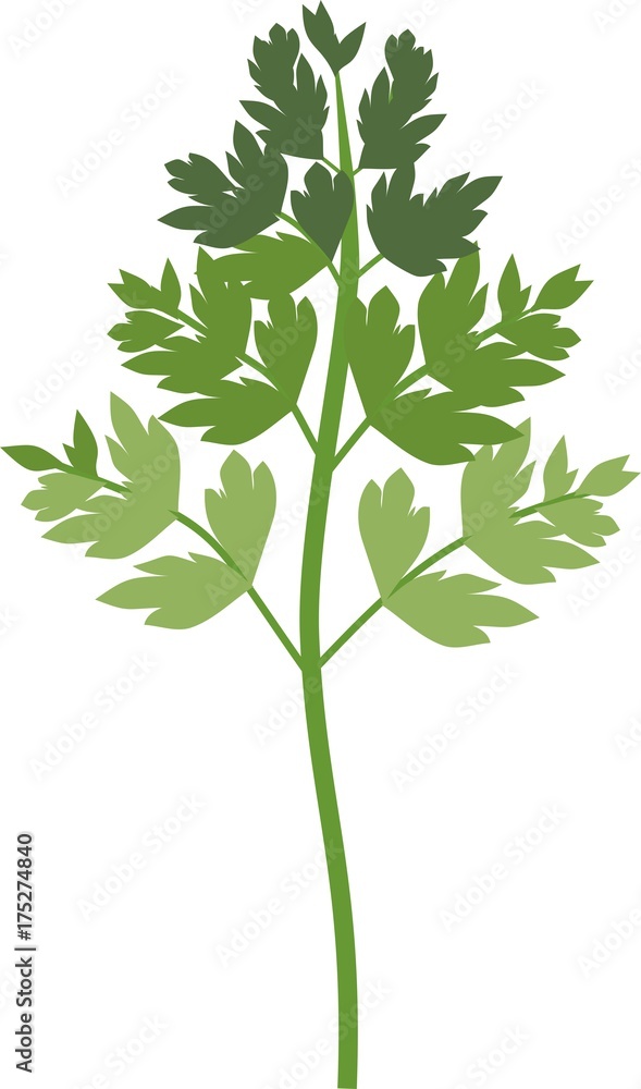 Fototapeta premium Silhouette of green parsley leaf on white background