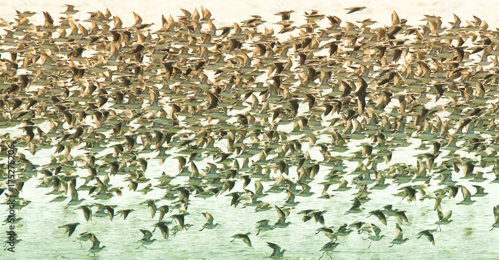 Fototapeta premium Birds flock, background