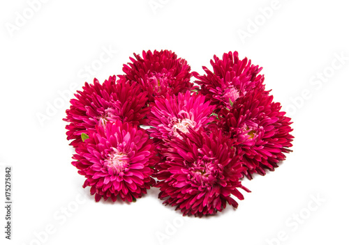 aster flowers isolated