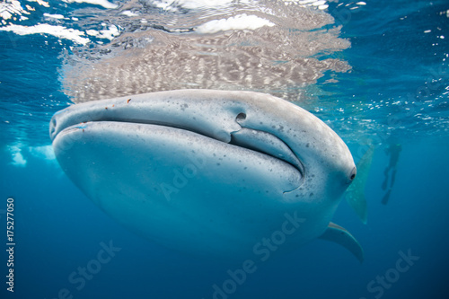 Whale Shark Near Surface of Ocean