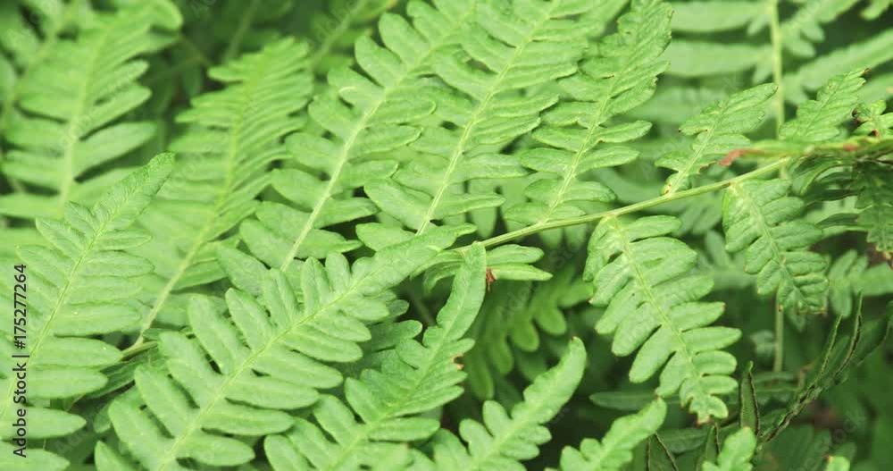Close up, fern leaves in forest Close up, fern leaves in forest