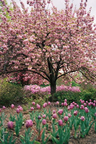 Wallpaper Mural A Cherry Blossom tree blooms in the springtime near a bed of tulips Torontodigital.ca